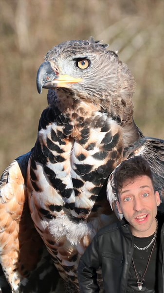 Crowned Eagle: The Most Dominant Eagle in Africa