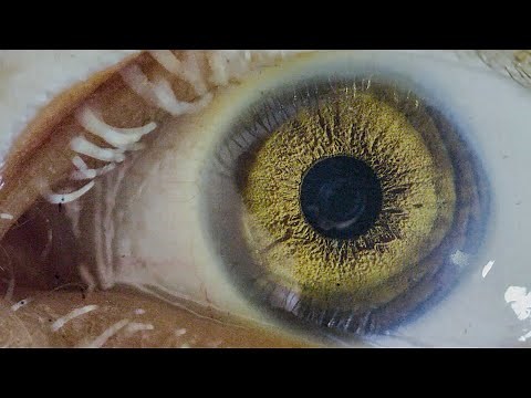 Moenia feat. Della Ciprian - Solo Lastimaste (Video Oficial)