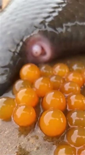 Fish spawning on rocks