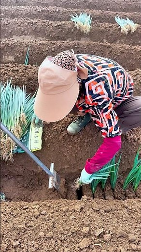 How to Transplant Welsh Onion: A Hardy Herb with Tender, Hollow Green Stalks