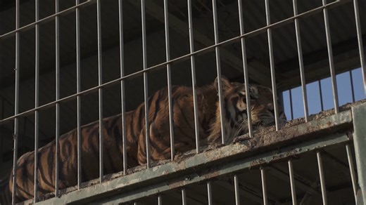 It’s been 15 long years for these tigers who have been living in a train car this whole time. Two Bengal tigers were left at a farmer’s property in Argentina by a traveling circus in 2007. The circus reportedly asked the farmer to look after them and never came back to claim the animals. Those two tigers had two cubs about 10 years ago. Four Paws International will transfer the tigers to an animal sanctuary in South Africa. Inside Edition Digital’s Mara Montalbano has more. | Inside Edition