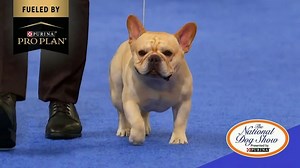 Purina Pro Plan TV Spot, '2022 National Dog Show Best in Show'