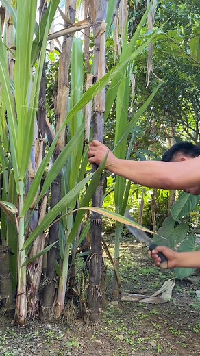 1.9M views · 38K reactions | Nature’s candy! #fyp | Kusinerong Biyahero | Facebook