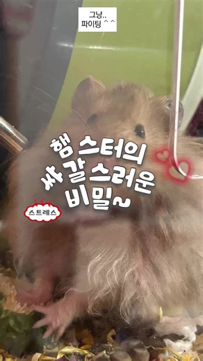 햄스터 스트레스 징후 및 관리 방법