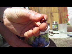 How to Germinate and Sprout a Carob Tree (Ceratonia siliqua)