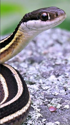🐍 World’s Smallest Snakes Ever!