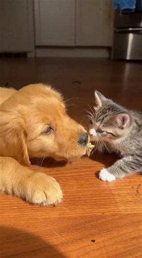 #MicroSmirk #Shorts #YouTubeShorts #Comedy #MicroStory #POV #Skit #QuickLaugh #Viral #Storytime