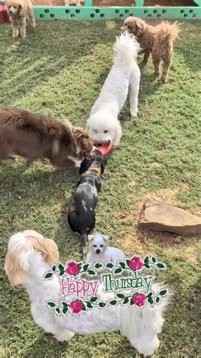 🐩 Thursday 10/16/025 #doggydaycare #dogdaycare #dogboarding 🐶 Book your boarding & daycare now @ www.YukonAnimalHouse.com Sadie #cavapoo Barnaby #MiniaturePoodle Luna #miniSchnauzer Coco #shihtzu Dax #minigoldendoodle Ruby #minigoldendoodle Rip #morkie Chilli Dog #terriermix Ellie Mae #shorkie Shu Bop #terriermix Willie #miniatureschnauzer Jack #Dachshund Gracie #maltese Remi #yorkie Charlie #yorkie Patch #ratshiterrier #ratshi Trixie #microminigoldendoodle Mia #minipoodlemix Jewell #miniaustr