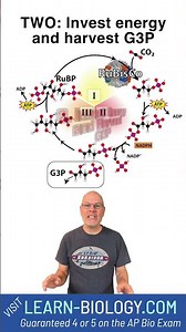 Calvin Cycle Rap Chorus PREVIEW #photosynthesis #calvincycle #apbiology
