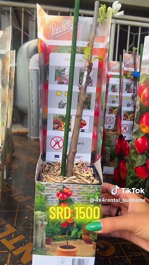 4x4rental_suriname on TikTok