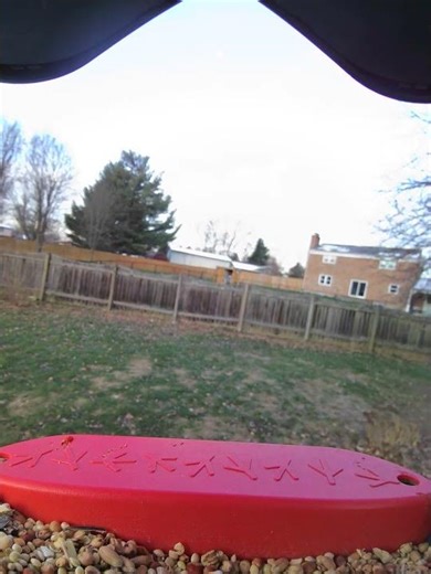 #ohio #birds #birdfeeder #wildlife #birdfeeding #birdwatching #birdfood #birdsounds #nature