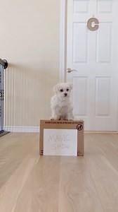 25K views · 1.1K reactions | 彩Magic!  #maltese #magictrick #magicshow #goodjobdog #dogsofinstagram #dogsoffacebook #foryou #doglover #dog #dogtricks | Maltese Angels - A-Rod and Bailey | Facebook