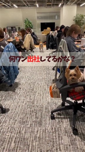 ココグルメ ｜獣医師監修の手作りドッグフード on Instagram: "2025年最後！何ワン出社してるかな🐕❔ 【今日の社員犬】 何ワンいるかは最後まで動画をみてね👩‍🍳 毎回大好評の【何ワン出社してるかな？】 シリーズの第5弾🐕🌿 皆ワン、撮影に協力的です🙏✨ 推しの社員犬がいたら コメントで教えてください💡 - - - - - - - 獣医師監修 手作りごはん ココグルメ お得にお試しできるキャンペーンを実施中🐕 詳しくはプロフィールをご覧ください！ @coco_gourmet_official - - - - ネコちゃんの手作りごはんや 無添加おやつ「にゃっち」販売中🐈🤍 ▶︎ @miao_gourmet_cat - - - - - - - #ココグルメ #犬の手づくりごはん #社員犬 #わんこ"