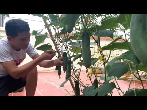 How to Grow Cucumbers in Your Backyard – Simple & Fast!