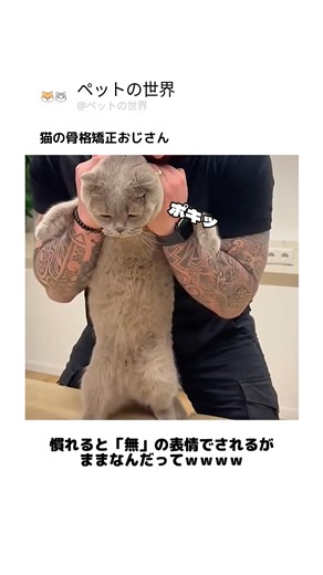 猫の骨格矯正おじさん