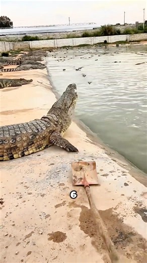Papà e la Piscina dei Coccodrilli Pericolosi! 😳💦🐊😱
