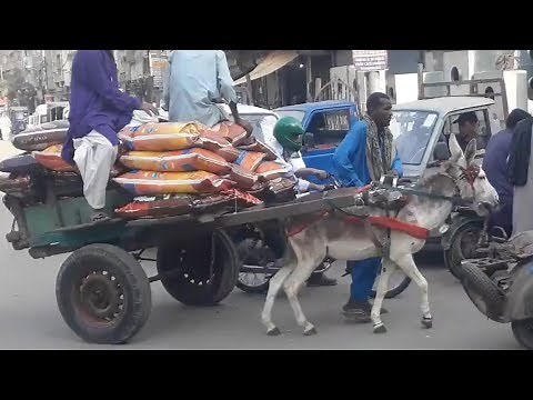 Animal cruelty in Pakistan