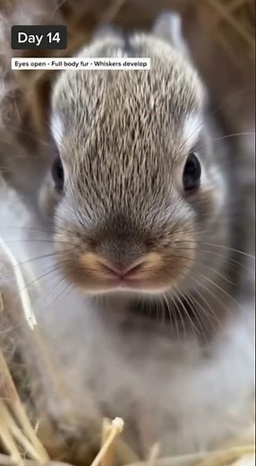 30 Days of Rabbit Development You've Never Seen Before #bunny #timelapse #wildlife
