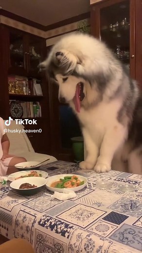 Giant Husky Dog Breeds: Discover the Biggest Husky Varieties