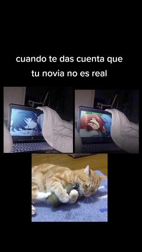 Playful Cat Interacts with Laptop in Cozy Setting