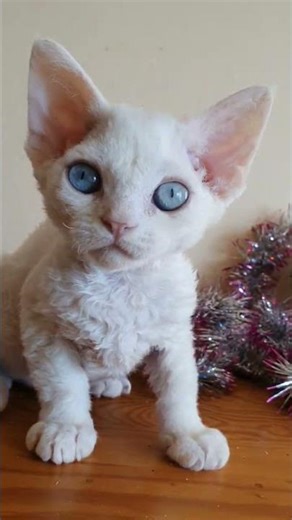 Stefania Devon Rex White Female
