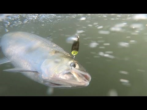 Shad fishing in Oregon, catching 30 shad in ONE HOUR!!