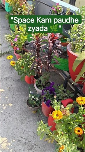 Small Balcony Garden Tour 🌿 | Chhoti Jagah Mein Zyada Gamle Kaise Lagaye? #Shorts