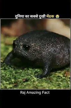 Black Rain Frog 🐸