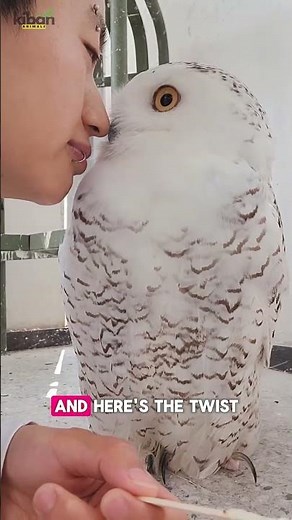 The Most Magical Owl You’ll Ever See ❄️🦉 | Snowy Owl Facts