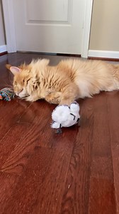 He may be the King… but he is still a baby | Blue Ridge Maine Coons of the Virginias