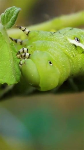 Alien or Caterpillar #insects #aliencreatures #shortsnature