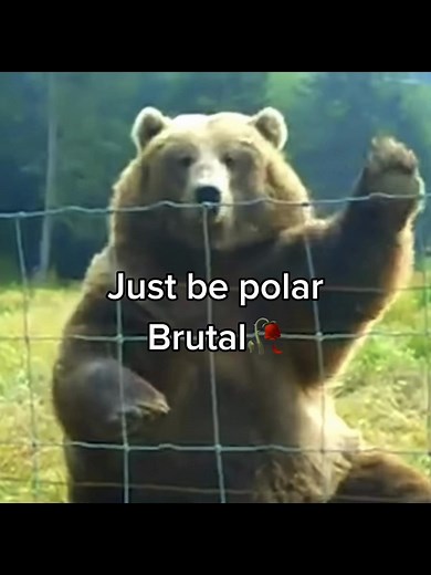Insight into Polar Bear Behavior and Habitat