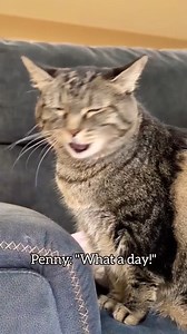 Penny knows I'm punny! #pennythecat #talkingcat | Aymie Herman Fans
