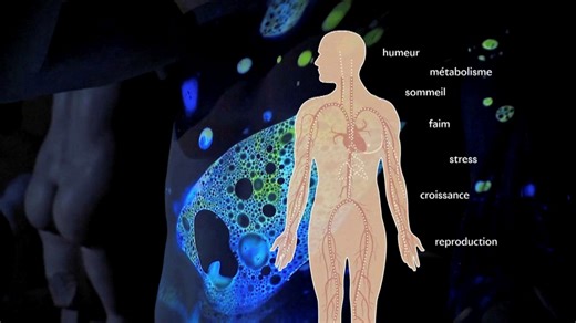 Les hormones, ces messagères chimiques qui nous gouvernent | RTS