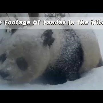 Rare Footage Of Pandas In The Wild | iPanda