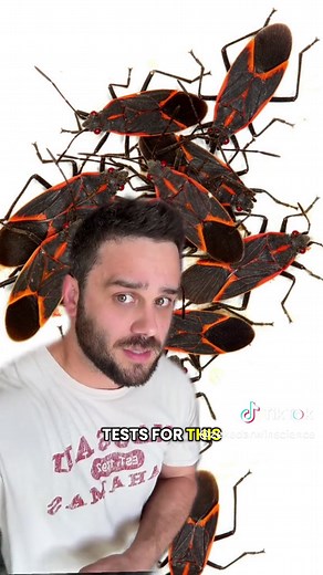 Identifying Kissing Bugs: A Guide to Recognition
