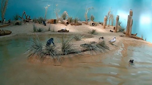 4.6K views · 62 reactions | If your family loves animals, the Bronx Zoo has got some live streams for you! Head over to https://bit.ly/BronxZooLiveCams to watch live cams focused on some of the zoo's most famous residents, including sea lions and aquatic birds. You and your kids can watch how the animals interact with each other, and you can watch their scheduled feedings each day. | Dutchess County Government | Facebook