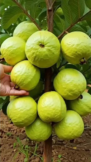 🌿How to apply Guava by penning it #chineseguava #guavaplanting #short
