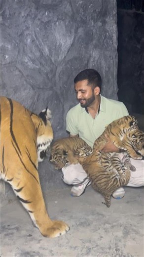 Series 108: Mama Tiger Trusts Me With Her 4 Babies 🐯🙏🏼