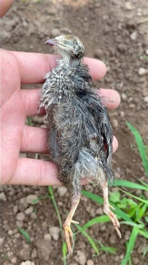 Now I will have to say goodbye to you // quail version