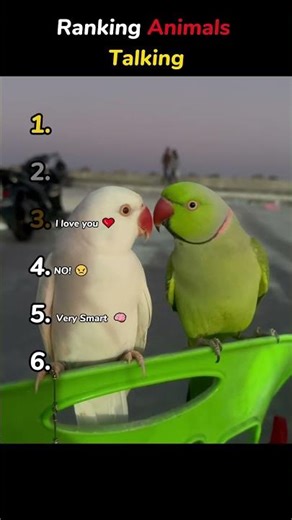 Ranking Animals Talking 🤣