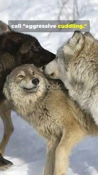 Wolves Engage in Aggressive #Wolves #Wildlife #Nature #AnimalBehavior #NationalGeographic #facts