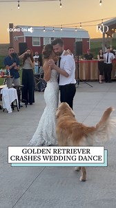 This Golden Retriever was more than happy to interrupt a wedding dance! #dogs #wedding #goldenretriever | Reader's Digest