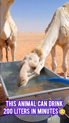 How Camels Drink Water in the Desert 😱🐪