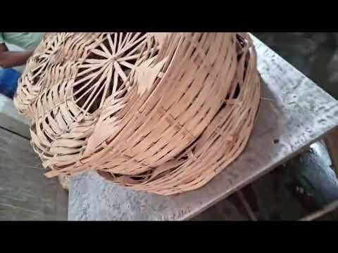 Indian runner duck chicks