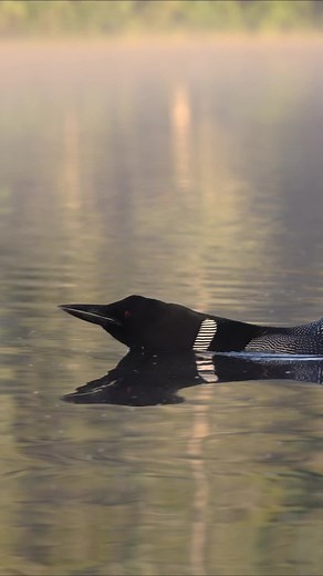 Male Loon Calling Out Another Loon | Bird Watching in Nature
