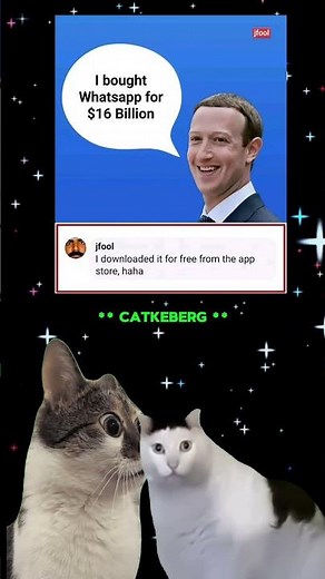 CATBERG 🤣 #memes #funny