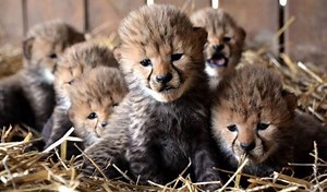 15K views · 224 reactions | CUTE ALERT! These rare septuplet cheetah cubs will melt your heart. wfla.com/1725952094 | WFLA News Channel 8 | Facebook