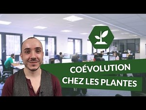 Coévolution chez les plantes - SVT - TS - digiSchool