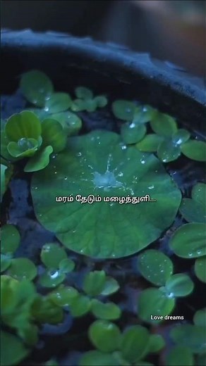 anal 🔥mele panithuli 💦 song lyrics 🎵 love 😘💯